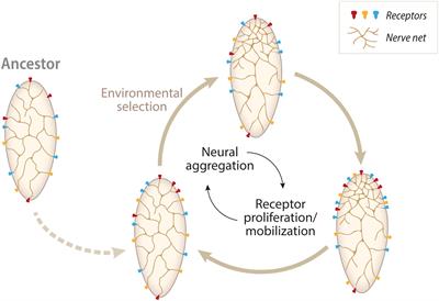 Of Circuits and Brains: The Origin and Diversification of Neural Architectures